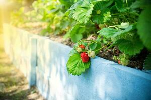 Ripe red strawberries grow on a wooden garden bed photo