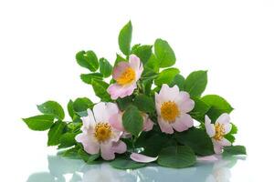 small bouquet of wild rosehip flowers on white background. photo