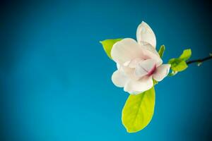 one pink flower on a branch of blooming magnolia close up photo