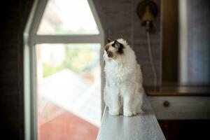 Young beautiful purebred Ragdoll cat at home photo