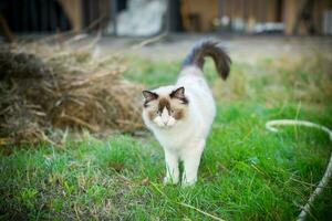 beautiful young cat of Ragdoll breed walks on outdoors photo