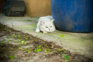 escocés gato chinchilla con Derecho orejas camina en al aire libre foto