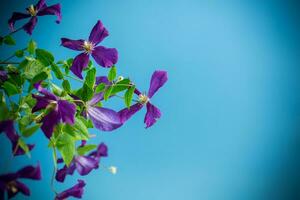 hermosa floreciente clemátide en un azul antecedentes foto