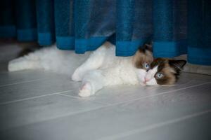 Young beautiful purebred Ragdoll cat at home photo