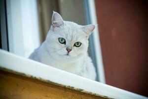 Scottish chinchilla cat with straight ears sits on the windowsill photo