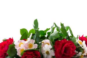 background of many red roses on white background photo