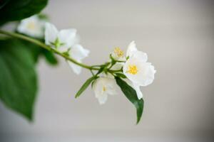 Branch of blooming fragrant white jasmine flowers photo