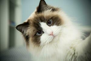 Young beautiful purebred Ragdoll cat at home photo