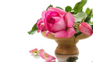 pink beautiful summer roses isolated on white photo