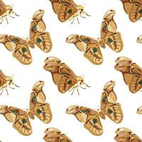 Seamless pattern with brown Atlas moth. Nocturnal tropical butterfly. vector