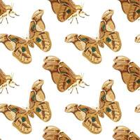 Seamless pattern with brown Atlas moth. Nocturnal tropical butterfly. vector