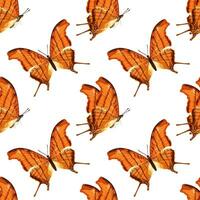 Seamless pattern with orange butterfly. Tropical insect. vector