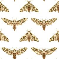 Seamless pattern with Oleander HawkMoth. Nocturnal tropical butterfly. vector