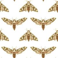 Seamless pattern with Oleander HawkMoth. Nocturnal tropical butterfly. vector