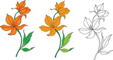 Illustration of lily flower with leaf on empty background. vector