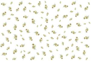 Illustration Pattern of the yellow flower with leaves on white background. vector