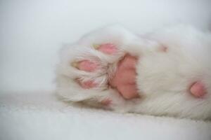 cat's paw with pink pads close-up on a light background photo