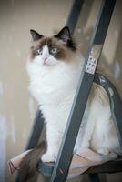 Cute domestic Ragdoll cat on a construction ladder waiting for a new renovation photo