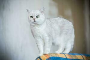 adult cat pedigree Scottish chinchilla straight ears, at home. photo