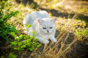 Scottish cat chinchilla with straight ears walks on outdoors photo