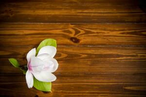 one pink flower on a branch of blooming magnolia on a wooden table photo