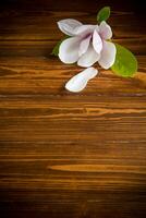 one pink flower on a branch of blooming magnolia on a wooden table photo