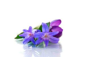 early spring purple flowers crocuses on white background photo