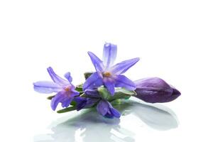 early spring purple flowers crocuses on white background photo