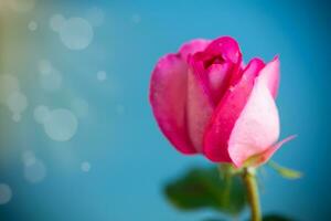 pink beautiful summer roses on abstract background photo