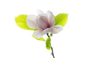 one pink flower on a branch of blooming magnolia close up photo