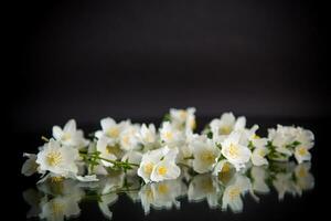 Branch of blooming fragrant white jasmine flowers photo