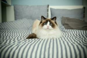 Young beautiful purebred Ragdoll cat at home photo