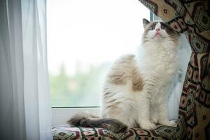 Young beautiful purebred Ragdoll cat at home photo