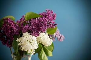 bouquet of different blooming spring lilacs in a vase on blue background photo