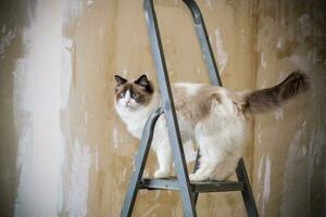 Cute domestic ragdoll cat on a construction ladder photo