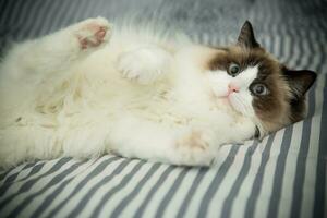 Young beautiful purebred Ragdoll cat at home photo