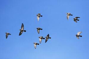 bandada de palomas mensajeras volando contra el cielo azul claro foto