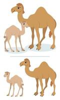 Camels on White vector