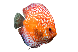 cheio corpo do colorida disco ou pompadour peixe, laranja ouro peixe, isolado em transparente fundo, Amazonas rio animal, sul América pompadour peixe. png Arquivo