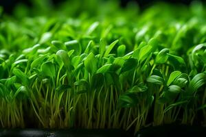 AI generated Delicate and vibrant microgreens  showcasing their rich nutrients and stunning colors photo