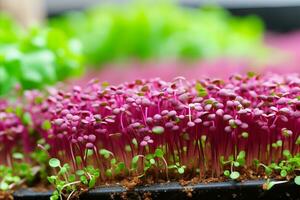 AI generated Exquisite showcase of vibrant microgreens, capturing their delicate nature and nutrient rich appeal photo