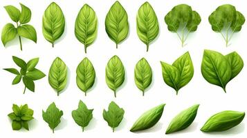 AI generated Set of high detailed fresh green basil leaves in herb garden, isolated on white background photo