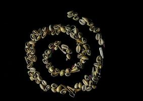 a spiral of shells arranged on a black background photo