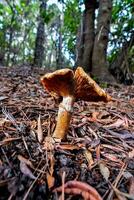 a mushroom growing in the forest photo