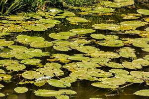 lily pads in the pond photo