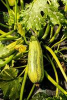a zucchini plant with green leaves and a green squash photo