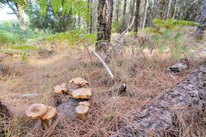 a group of mushrooms growing on the ground in the forest photo