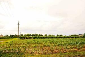 un campo de maíz con un poder línea en el antecedentes foto