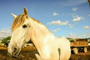 a white horse standing in the dirt photo