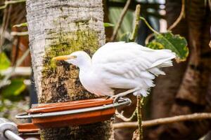 un blanco pájaro es en pie en un árbol rama foto